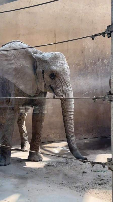  万千目光聚焦之下：揭秘动物园大象体型管理的科学真相 新闻