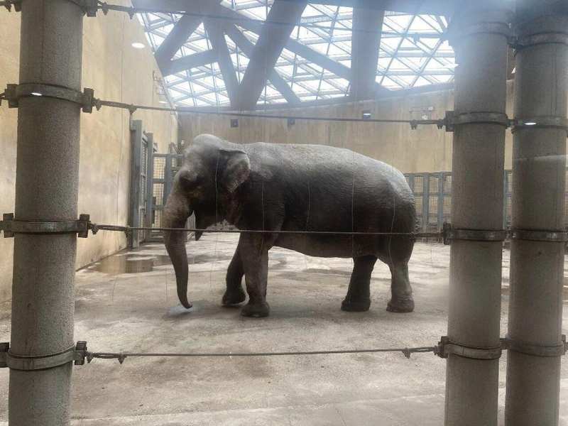  万千目光聚焦之下：揭秘动物园大象体型管理的科学真相 新闻