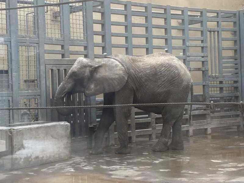  万千目光聚焦之下：揭秘动物园大象体型管理的科学真相 新闻