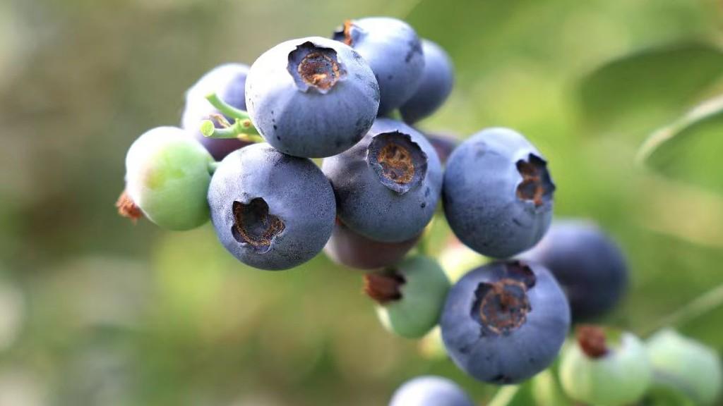  繁华落尽后的资本退场：昔日果企明星的陨落轨迹 新闻 繁华落尽后的资本退场：昔日果企明星的陨落轨迹 新闻