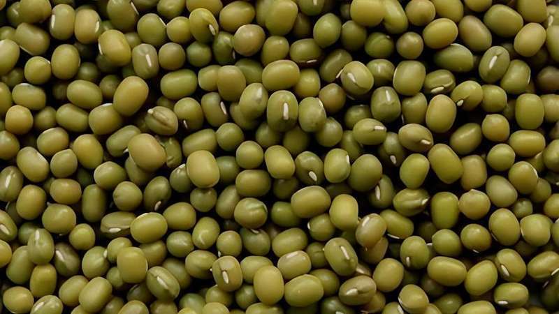  平价食材绿豆：探索降脂护肝的科学获取方式 健康养生