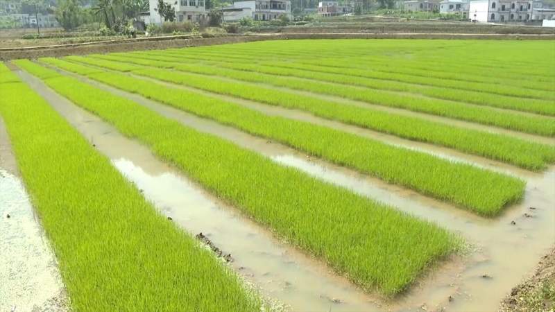  当年轻人走向田野：那些被土地治愈的选择与坚守 文化旅游