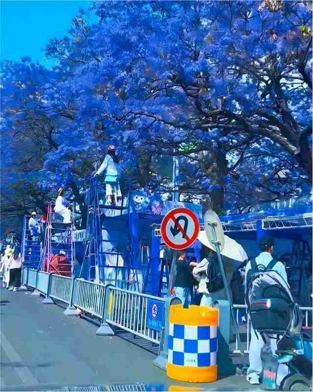  【深度】西昌蓝花楹商业化困局：一场关于公共空间与经济利益的博弈分析 文化旅游