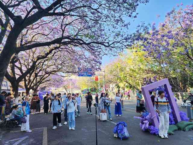  【深度】西昌蓝花楹商业化困局：一场关于公共空间与经济利益的博弈分析 文化旅游